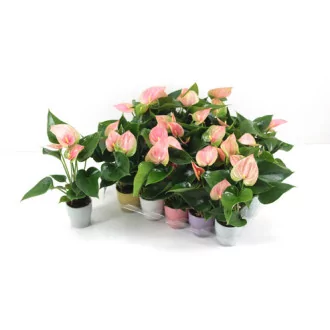 Anthurium Flamingo Pink D07