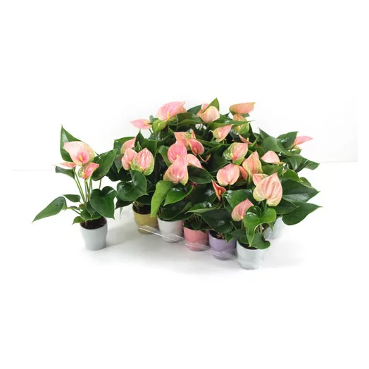 Anthurium Flamingo Pink D07