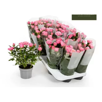 Rosa Kodana Flirt D10.5