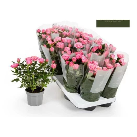 Rosa Kodana Flirt D10.5