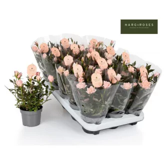 Rosa Pink Light D10.5