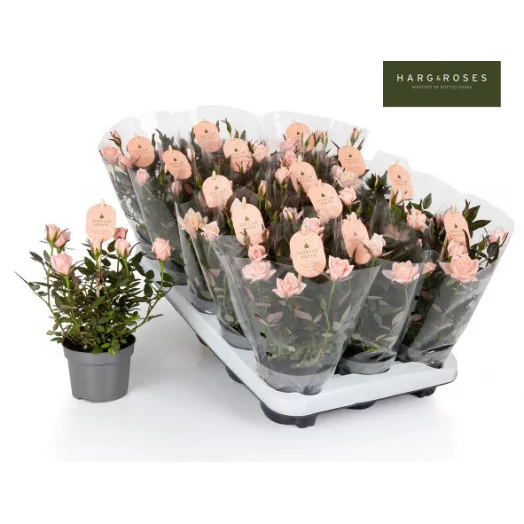 Rosa Pink Light D10.5