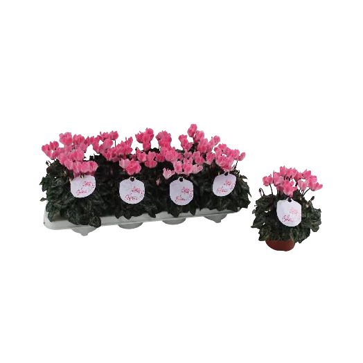 Cyclamen Odora Salmon Flamed D10.5