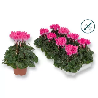 Cyclamen Garden Light Pink D10.5