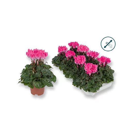 Cyclamen Garden Light Pink D10.5