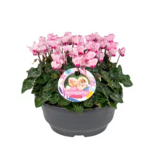 Cyclamen Victoria Rose D23