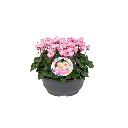 Cyclamen Victoria Rose D23