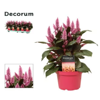 Celosia Merida Pink D12