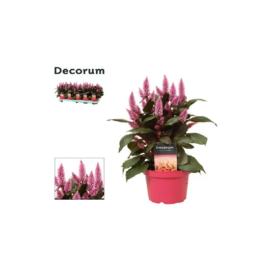 Celosia Merida Pink D12