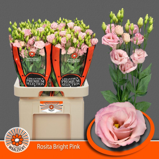 EUSTOMA G ROSI BRIGHT PI 70