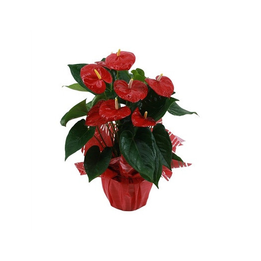 ANTHURIUM andreanum D17 P Louisiana