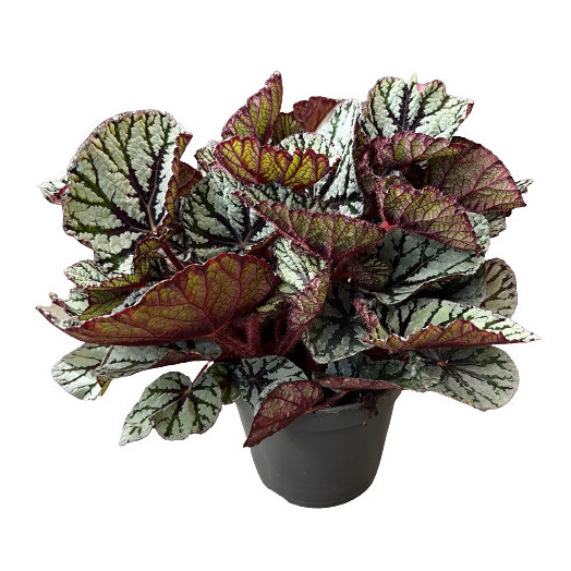 BEGONIA rex D17 P FEDOR Magic Colours