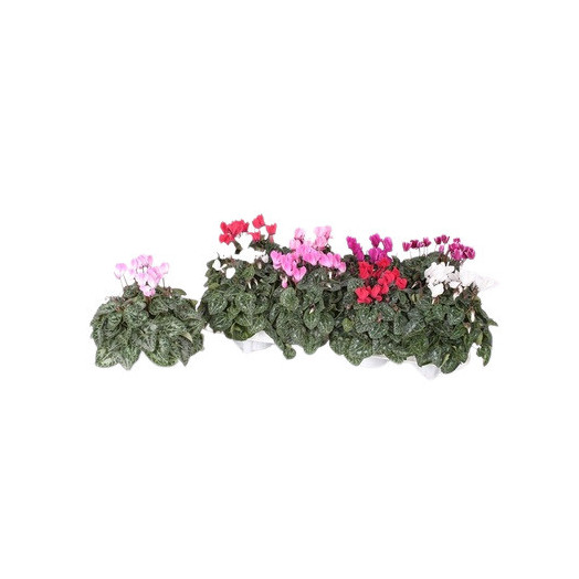 CYCLAMEN persicum D10.5 X10 Super Serie Carino