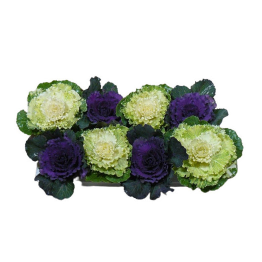 BRASSICA oleracea D12 P x6 Choux d'ornement MIX