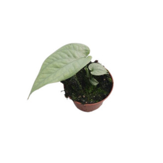 00042845_01