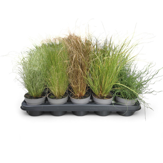 PLANTES GRAMINEES MIX D10 x15