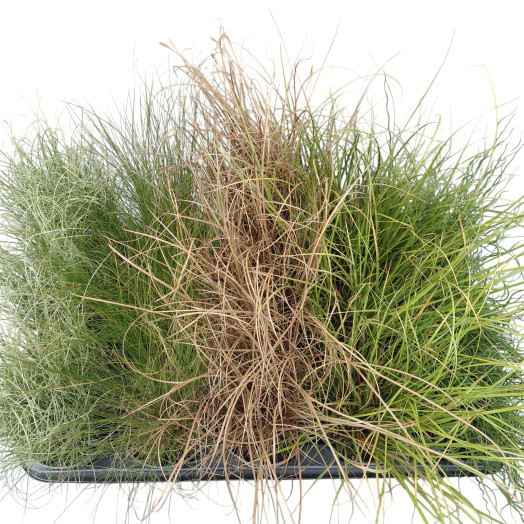 PLANTES GRAMINEES MIX D10 x15