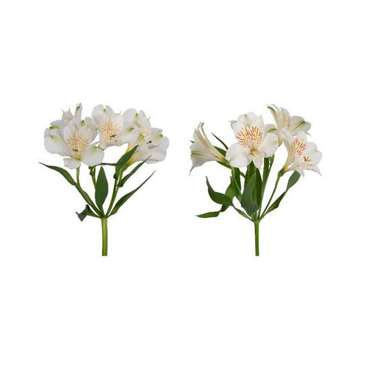 ALSTROEMERIA FANCY WHITE 70