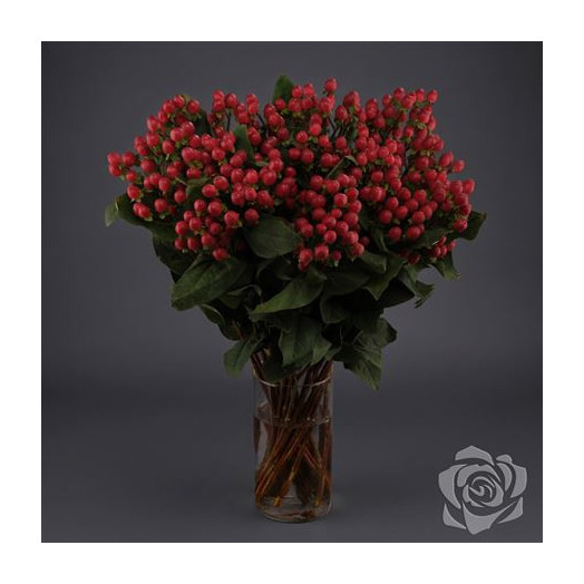 HYPERICUM TRUE ROMANCE / A1 50