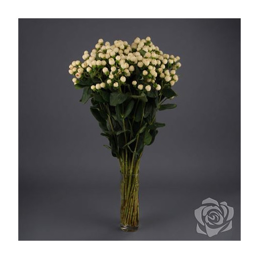 HYPERICUM COOL ROMANCE 50