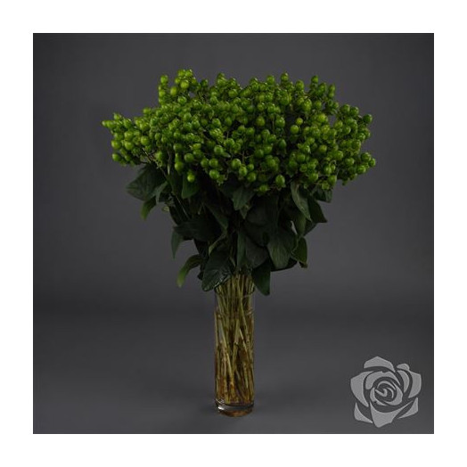 HYPERICUM JUNGLE ROMANCE / A1 50