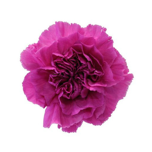 DIANTHUS ST FARIDA / SELECT 70