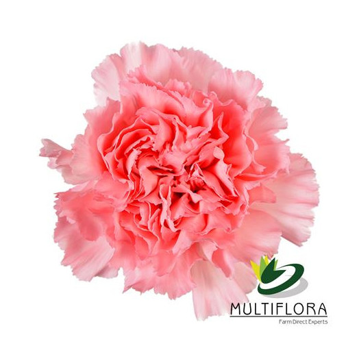 DIANTHUS ST DONCEL 70