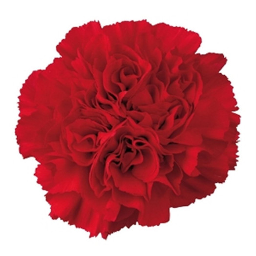 DIANTHUS ST RED / SELECT 70