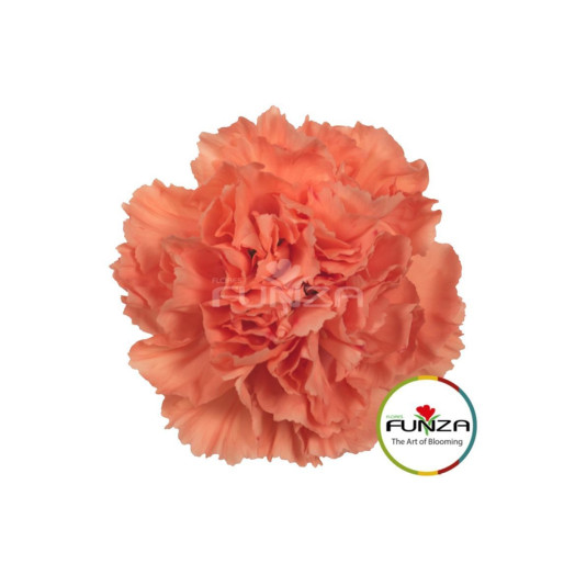 DIANTHUS ST HERMES ORANGE 70