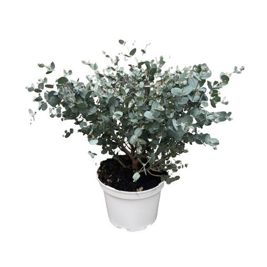 EUCALYPTUS cinerea D23 TOUFFE 50-70CM