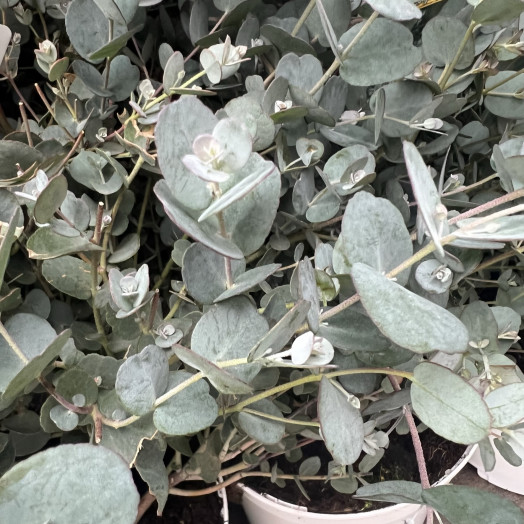 EUCALYPTUS cinerea D23 TOUFFE 50-70CM