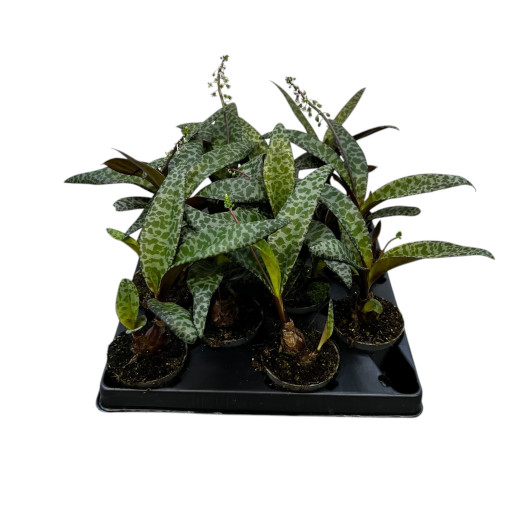 MINI LEDEBOURIA socialis D06 X12