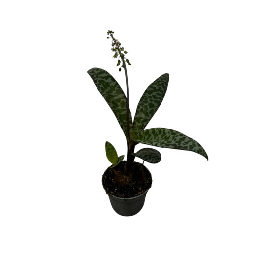 MINI LEDEBOURIA socialis D06 X12