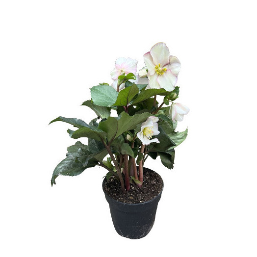 HELLEBORUS niger D12x10 Christmas Carol