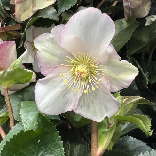 HELLEBORUS niger D12x10 Christmas Carol