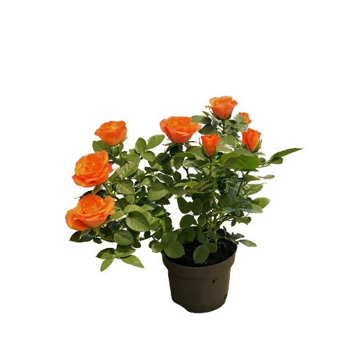 ROSA x D10.5 P X15 Bengali Kordana Grande