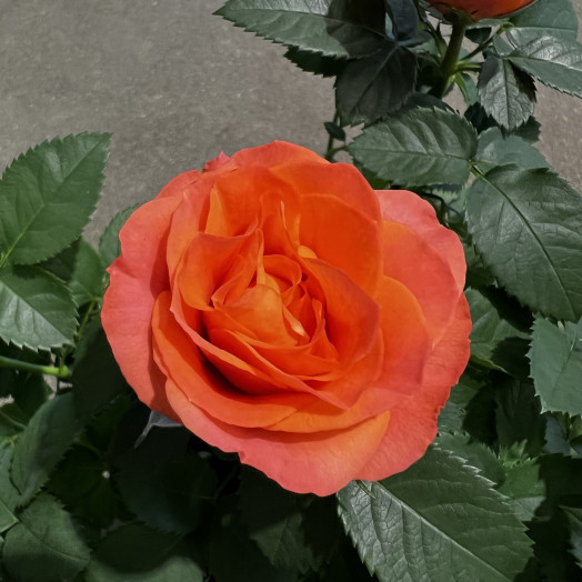 ROSA x D10.5 P X15 Bengali Kordana Grande