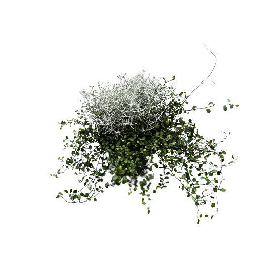 LEUCOPHYTA brownii D13 x8 Calocephalus