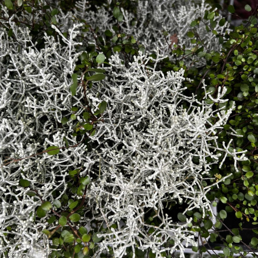 LEUCOPHYTA brownii D13 x8 Calocephalus