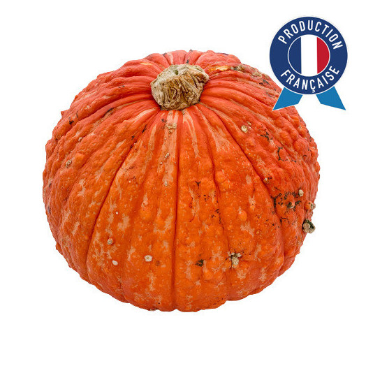 CUCURBITA pepo Warzen rot