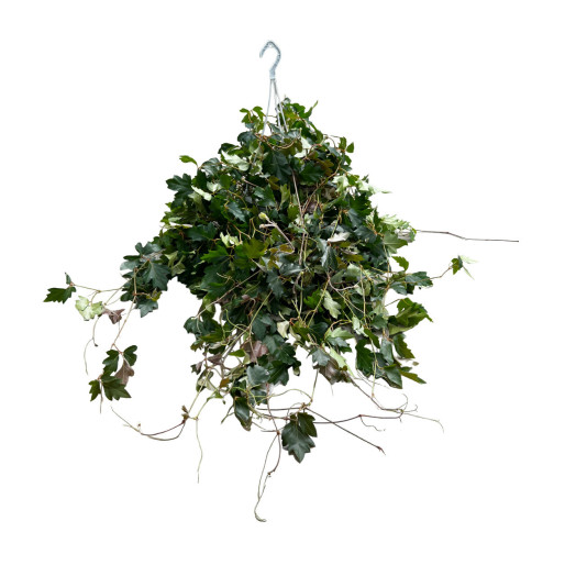 CISSUS rhombifolia D17 X4 Ellen Danica SUSPENSION