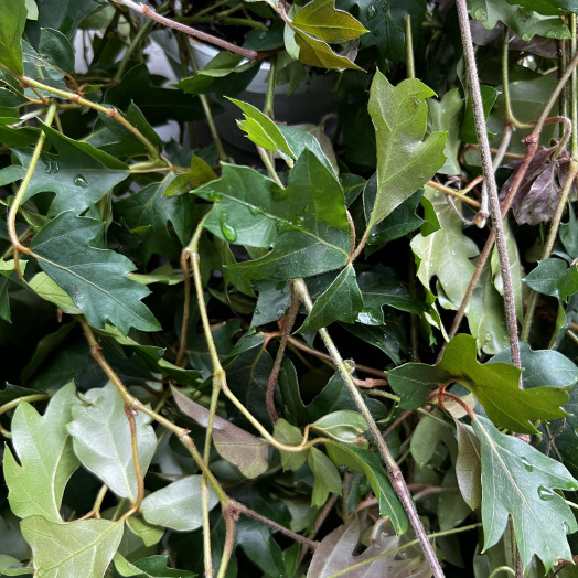 CISSUS rhombifolia D17 X4 Ellen Danica SUSPENSION