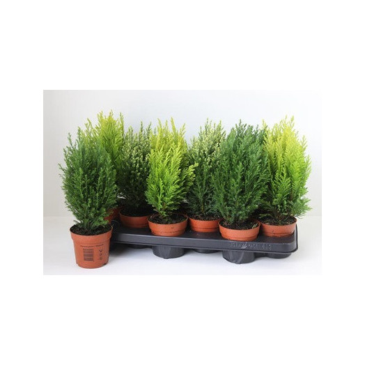 PLANTES CONIFERES x D10.5 X12 MIX