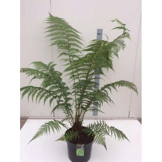 DICKSONIA antarctica D29 120CM Fougere arborescente