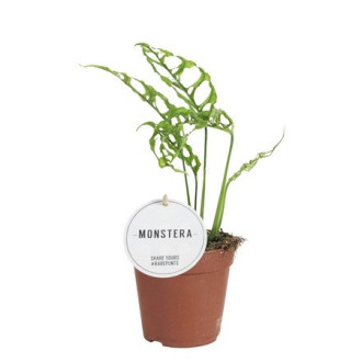 00052365_02