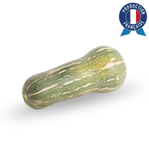 CUCURBITA pepo Butternut