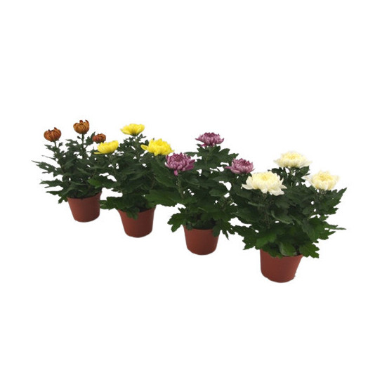CHRYSANTHEMUM ind MULTI D12X8 Kena MIX