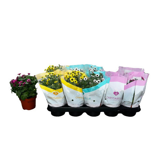 CHRYSANTHEMUM ind MULTI D12 x8 Cosmo Compact MIX