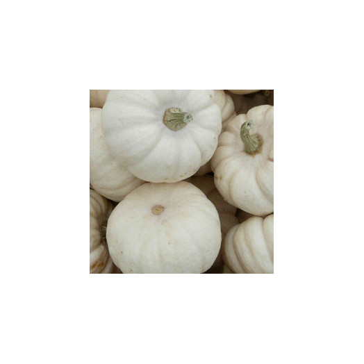 CUCURBITA pepo Jack O Lantern BLANC