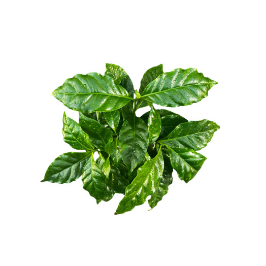 COFFEA arabica D12 X10